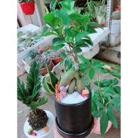 Chậu cây si bonsai Bán Chạy
