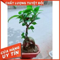 Chậu cây si bonsai Nhiều Người Mua