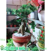 Chậu Cây Si Bonsai