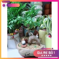 Chậu cây si mix Ưa Thích