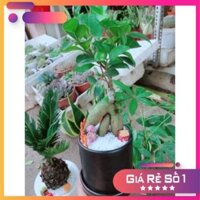 Chậu cây si nhật