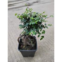 CHẬU CÂY SI SIÊU XINH GIÁ RẺ