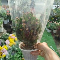 Chậu Cây Sống Đời Lớn ( hàng đẹp)