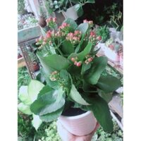 Chậu Cây Sống Đời