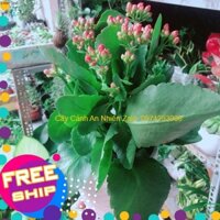 Chậu Cây Sống Đời