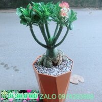 Chậu Cây Sứ Thái