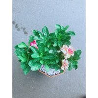 Chậu Cây Sứ Thái