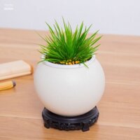 Chậu cây thạch sương bồ lùn xoè ( cây cỏ thơm ) để bàn trà, bàn làm việc hương thơm mát
