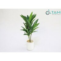 Chậu cây thần tài 3 nhánh để bàn số 74 TAN