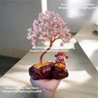 Chậu cây thần tài đỏ, cây tài lộc để bàn siêu đẹp cao 18-20cm