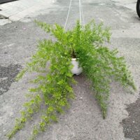 Chậu Cây Thiên Môn Đông