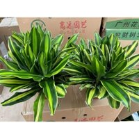 CHẬU CÂY THIẾT MỘC LAN NHƯ ẢNH