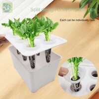 Chậu cây thủy canh AMBU, Chậu hoa rau củ ban công, Hệ thống thủy canh dưa chuột thủy canh Mini Máy trồng cây mọng nước Bình để bàn