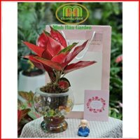 Chậu cây thuỷ sinh để bàn làm việc dễ chăm sóc thu hút tài lộc tặng dung dịch nuôi cây thuỷ sinh