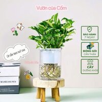 Chậu cây trầu bà cẩm thạch thủy , cây trầu bà sữa thủy sinh để bàn . Cây văn phòng , nội thất  thanh lọc không khí tốt.