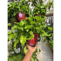 Chậu cây trầu bà - chậu treo trồng thủy sinh