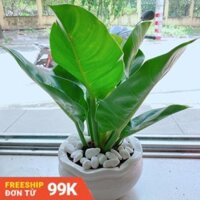 Chậu Cây Trầu Bà Đế Vương Vàng