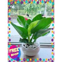 Chậu Cây Trầu Bà Đế Vương Vàng