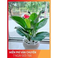 Chậu Cây Trầu Bà Đế Vương Vàng