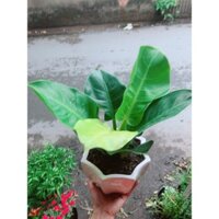 Chậu Cây Trầu Bà Đế Vương Vàng