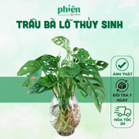 Chậu Cây Trầu Bà Lỗ thủy sinh để bàn chậu thủy tinh