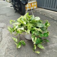 Chậu Cây Trầu Bà Sữa ( Chậu Treo)