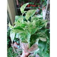 Chậu Cây Trầu Bà Sữa Thuỷ Sinh