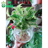 Chậu Cây Trầu Bà Sữa Thuỷ Sinh