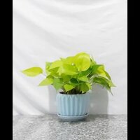 Chậu cây Trầu bà Thái Vàng