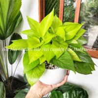 Chậu cây trầu bà vàng kèm chậu men sứ trắng- Cây để bàn- Cây trang trí nhà ở, văn phòng có sẵn tại Sài Gòn