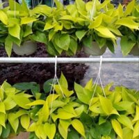 CHẬU CÂY TRẦU BÀ VÀNG ,LOÀI CÂY SANG TRỌNG, QUÝ PHÁI, VƯỢNG TÀI LỘC CHO GIA CHỦ + Tặng 01 cây dâu da đất( bòn bon)