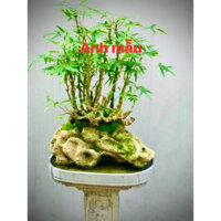 Chậu cây trúc đùi quan âm - cây trúc kiểng bonsai - trúc đùi ếch (ảnh thật số 2)