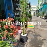 Chậu Cây Trúc Quan Âm ( 3 thân) hàng đẹp 1.5m