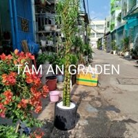 Chậu Cây Trúc Quan Âm ( Tam Tài) 3 thân .hàng đẹp 1.5m