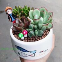 Chậu Cây Trường Sinh