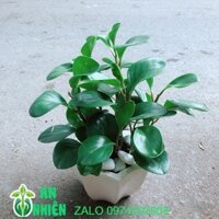 Chậu Cây Trường Sinh