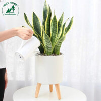 Chậu Cây tự dưỡng thông minh có Chuông Báo Hết Nước - Z501