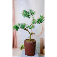 Chậu cây Tùng Bonsai kèm chậu gốm cao cấp KT cao 100cm