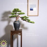 Chậu cây tùng bonsai thiết kế phong cách Nhật (Mẫu 3)