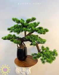 Chậu cây tùng bonsai thiết kế phong cách Nhật (Mẫu 6)