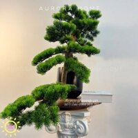 Chậu cây tùng bonsai thiết kế phong cách Nhật (Mẫu 7)