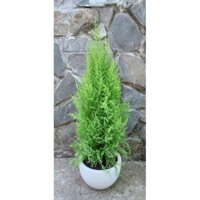 Chậu Cây Tùng Thơm