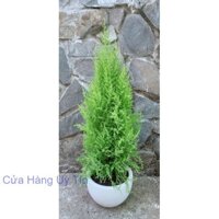 Chậu Cây Tùng Thơm