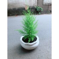 Chậu Cây Tùng Thơm