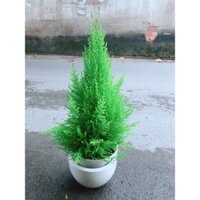 Chậu Cây Tùng Thơm