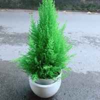 Chậu Cây Tùng Thơm