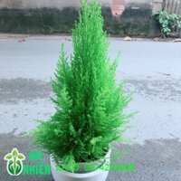 Chậu Cây Tùng Thơm