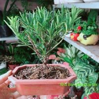 Chậu Cây Tùng Vạn Niên