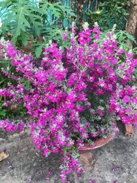 chậu cây TUYẾT SƠN PHI HỒNG, chậu to như ảnh