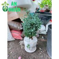 Chậu Cây Tuyết Tùng